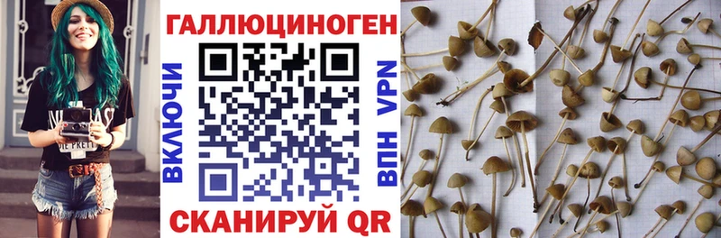 Галлюциногенные грибы Cubensis  Щёлково 